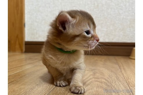 成約済の千葉県のソマリ-112456の3枚目